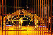 Tiger mit Redi & Soara Christiani (Foto: Ingrid Grossmann)